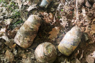 В лісі на Львівщині знайшли 20 кг ртуті…
