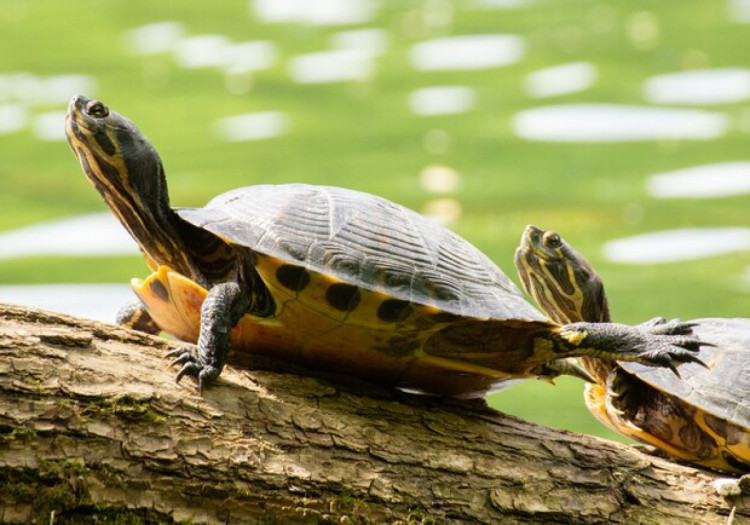 черепахи на фоні води 