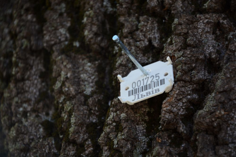 15 дерев у Львові вже прочіповано.