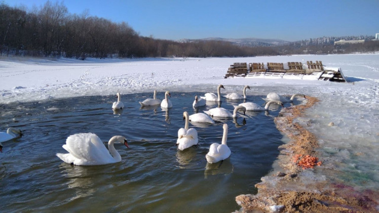 Лебеді зимою на озері 