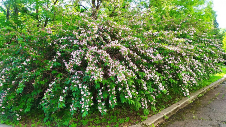 На Львівщині розпочався сезон цвітіння вейгели