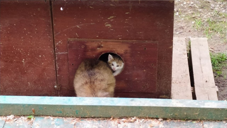 В центре Моршина установили избушку для семейства кошек