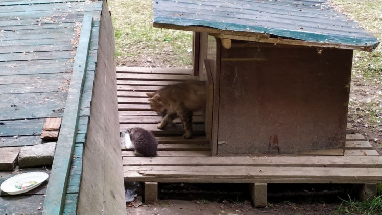 У центрі Моршина встановили хатинку для сімейства котів 