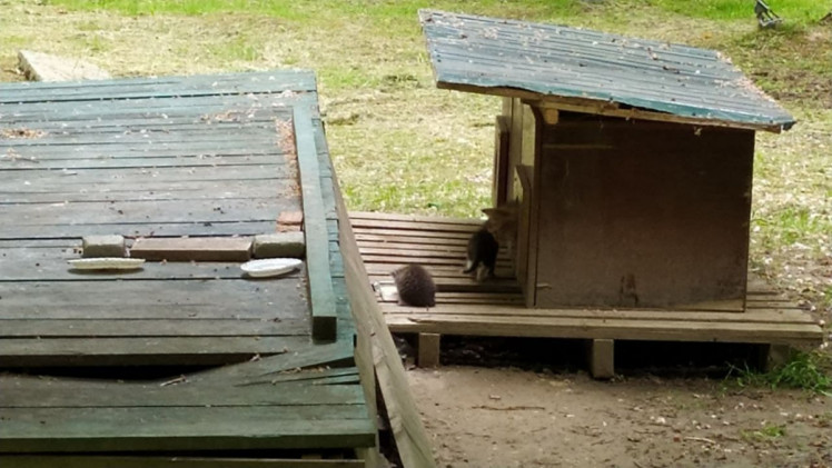 В центре Моршина установили избушку для семейства кошек