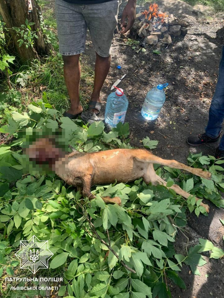 В львовском парке иностранцы зарезали козу