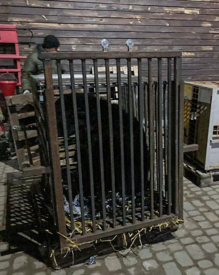 П"ятьох ведмедів з-під Києва привезли в притулок "Домажир"